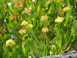 Image of alpine golden buckwheat