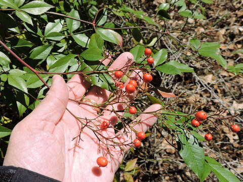 Image of nandina