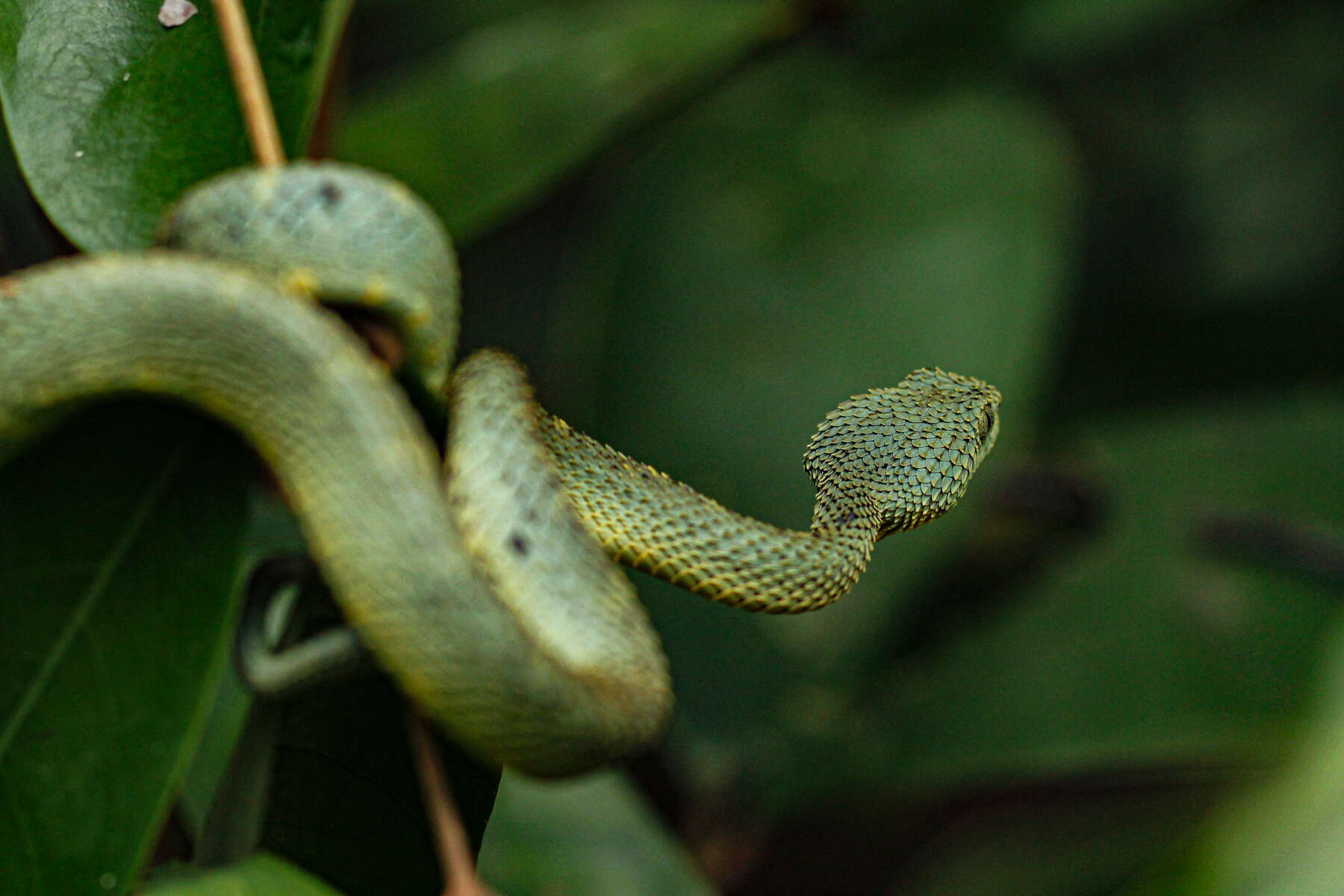 Imagem de Atheris squamigera (Hallowell 1854)