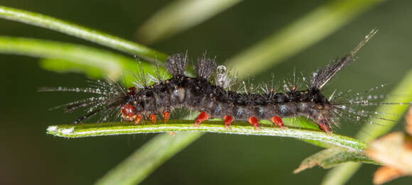 Image of Orgyia anartoides Walker 1855