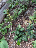 Image of whiteveined wintergreen