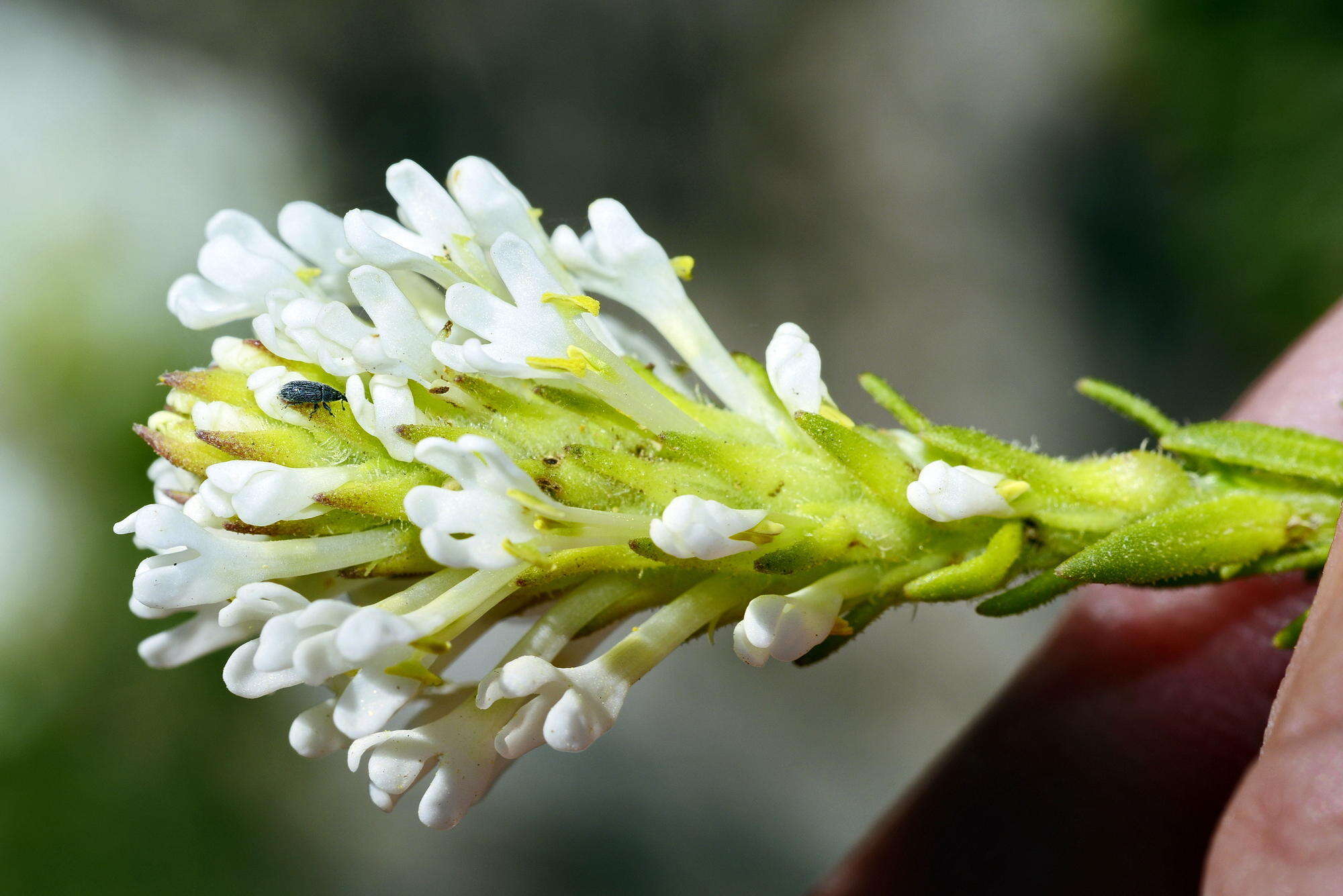 Image of Common Fringe Falseslugwort