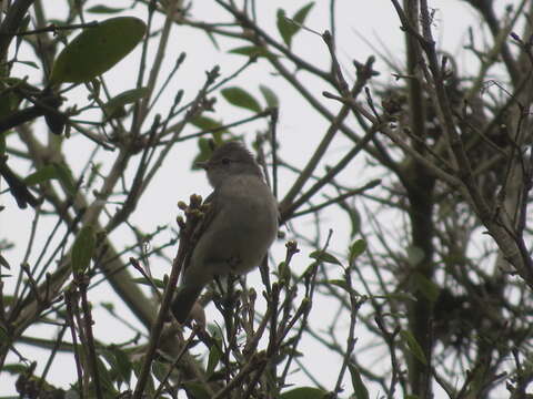 Image of Southern Beardless Tyrannulet