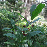 Imagem de Lonicera involucrata (Richards.) Banks ex Spreng.