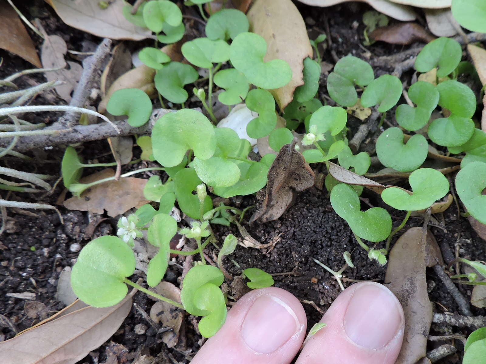 Imagem de Dichondra carolinensis Michx.