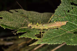 Image of striped walkingsticks