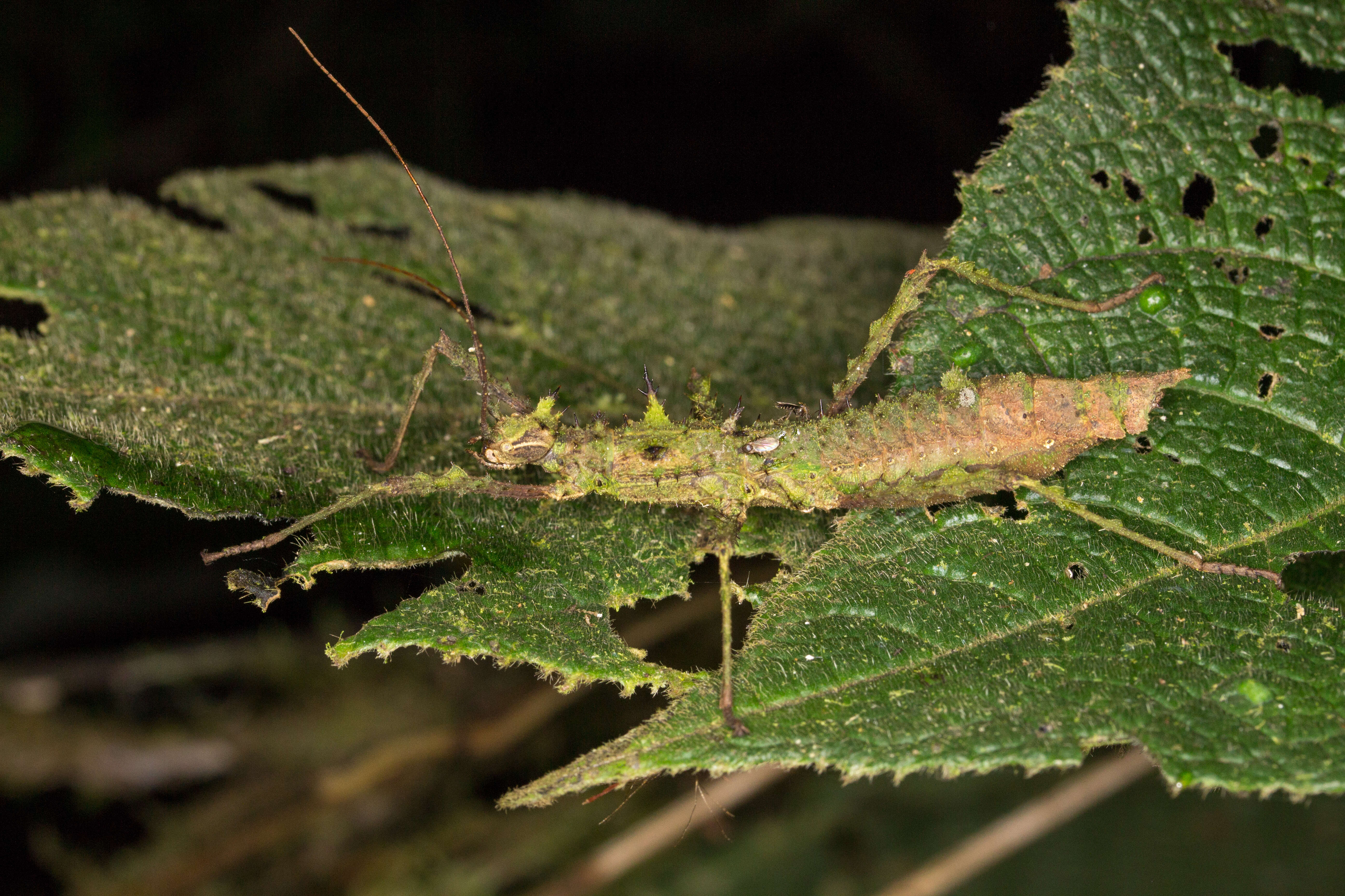 Image of striped walkingsticks