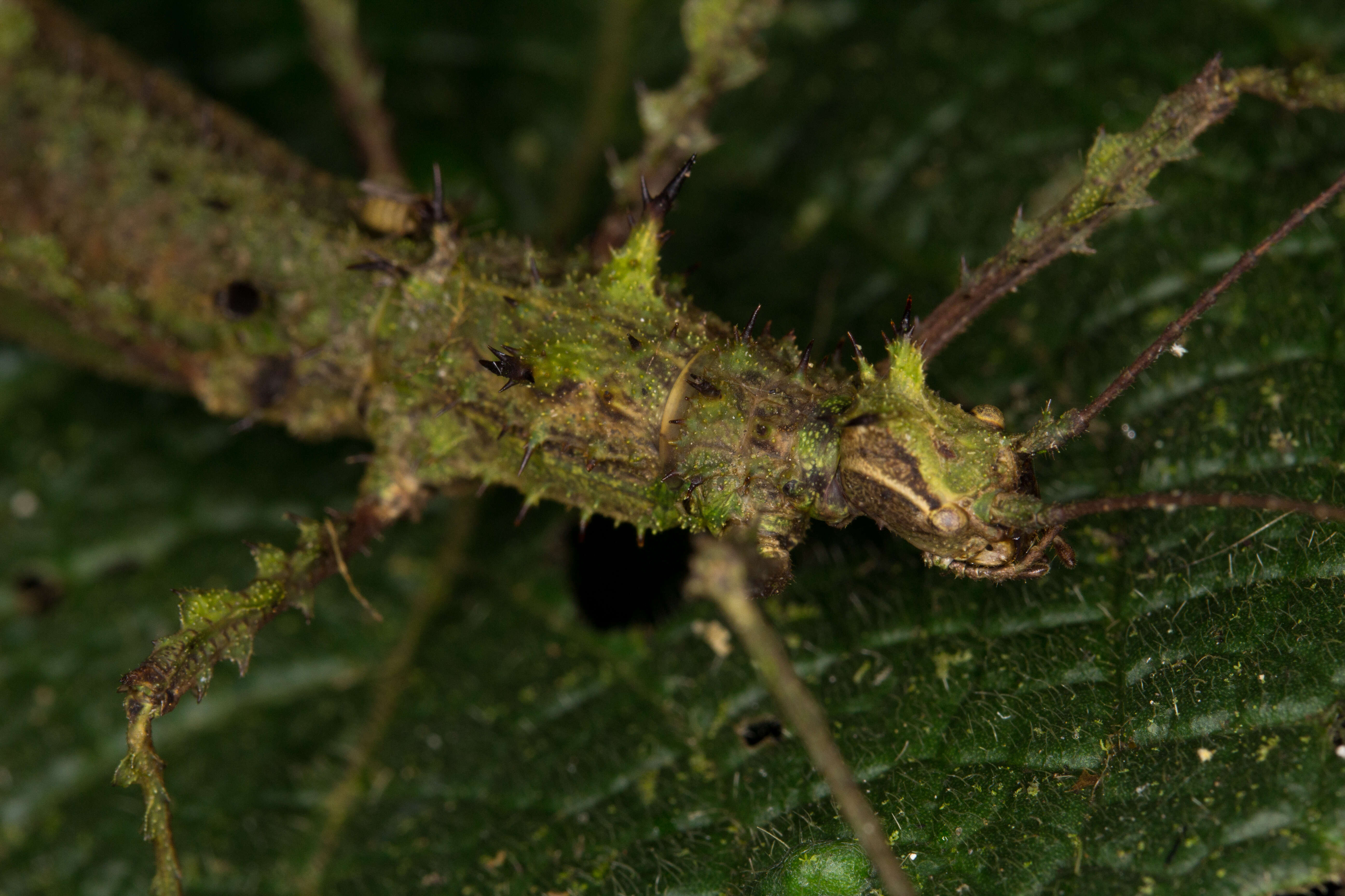 Image of striped walkingsticks