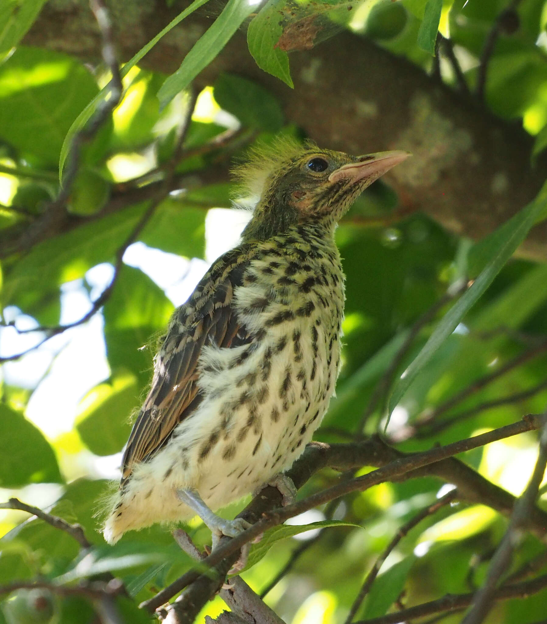 Image of Olive-backed Oriole