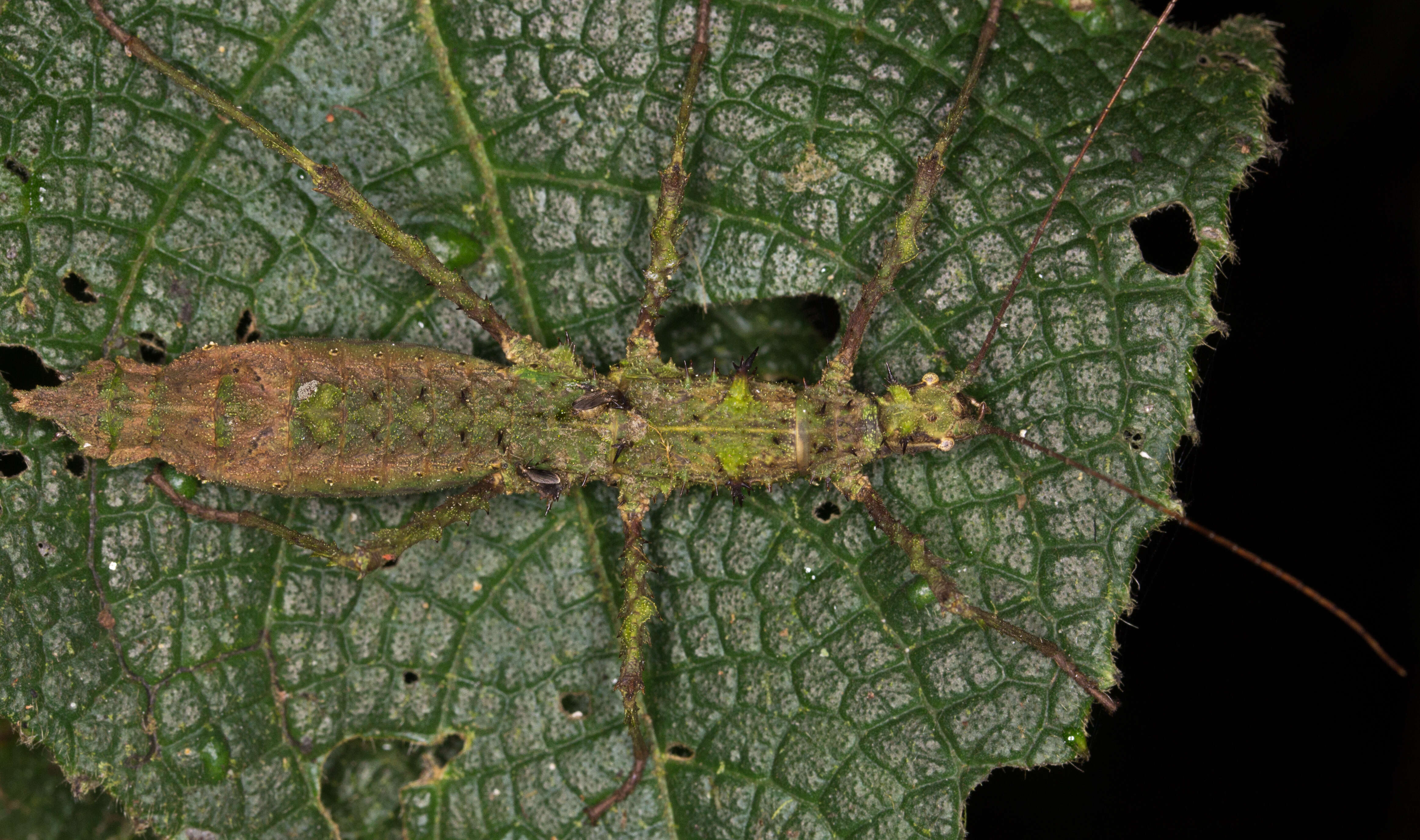 Image of striped walkingsticks