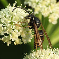 Image of Dolichovespula adulterina (Buysson 1905)