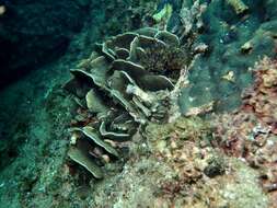 Image of Cactus Coral