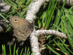 Image of Small Wood Nymph