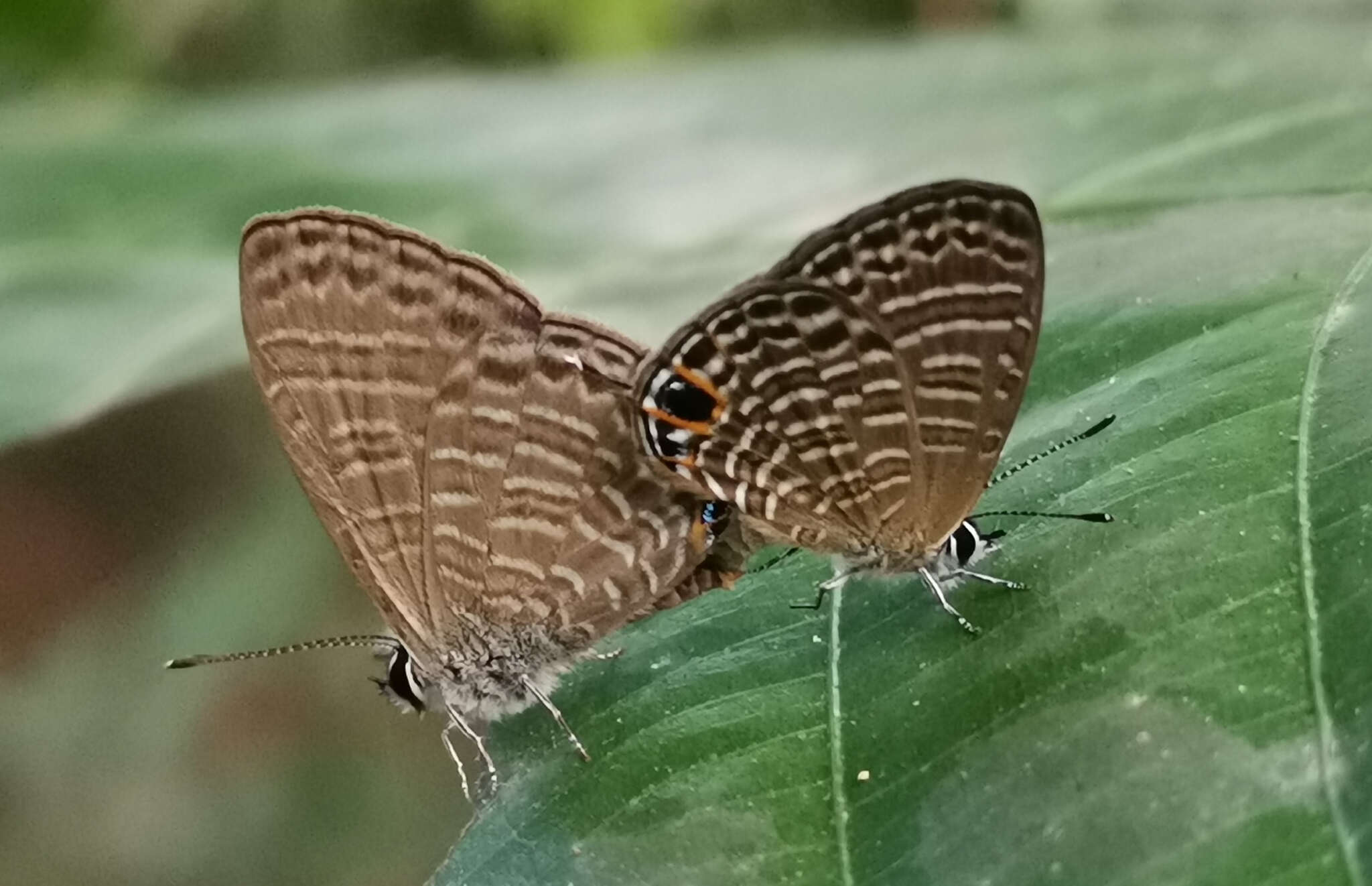 Image of Nacaduba calauria malayica Corbet 1938