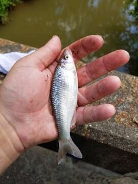 Image of Bluntface shiner