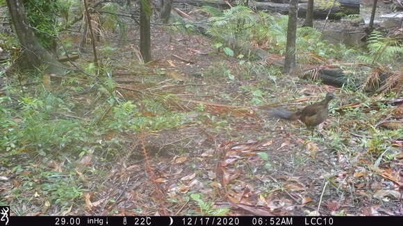 Image of lyrebirds