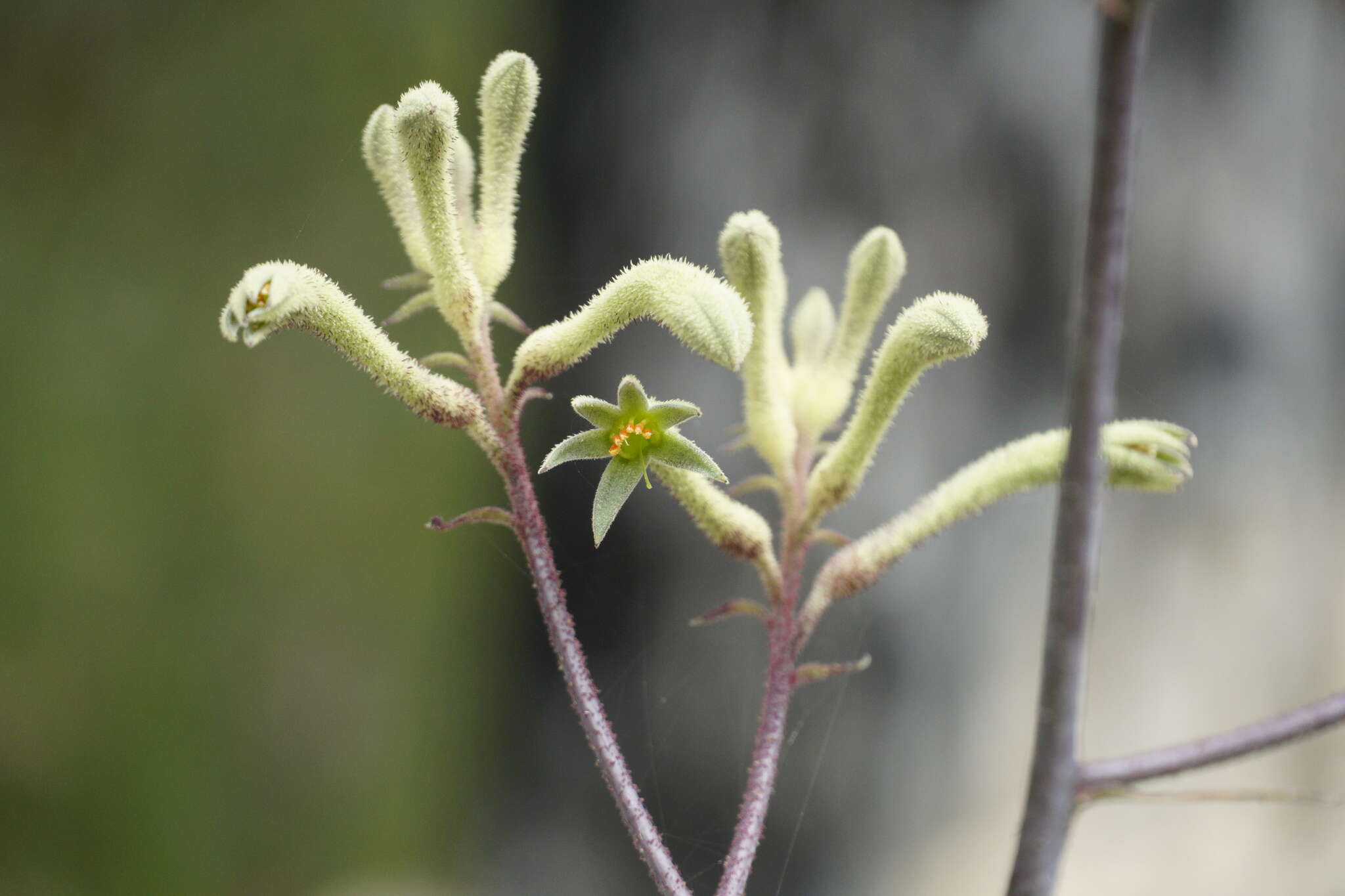 Image of Anigozanthos flavidus Redouté