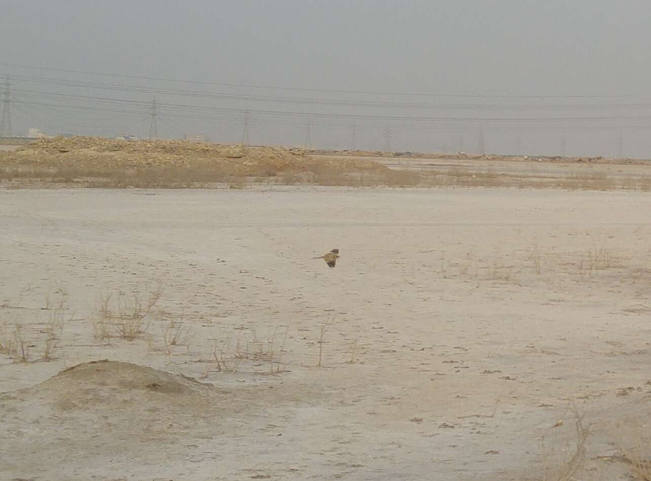 Image of Egyptian Nightjar