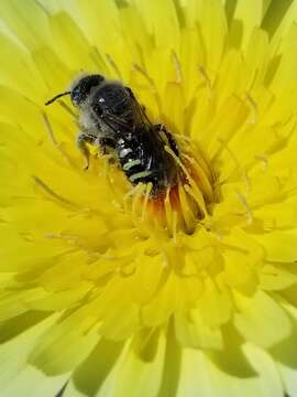 Image of Calliopsis puellae (Cockerell 1933)