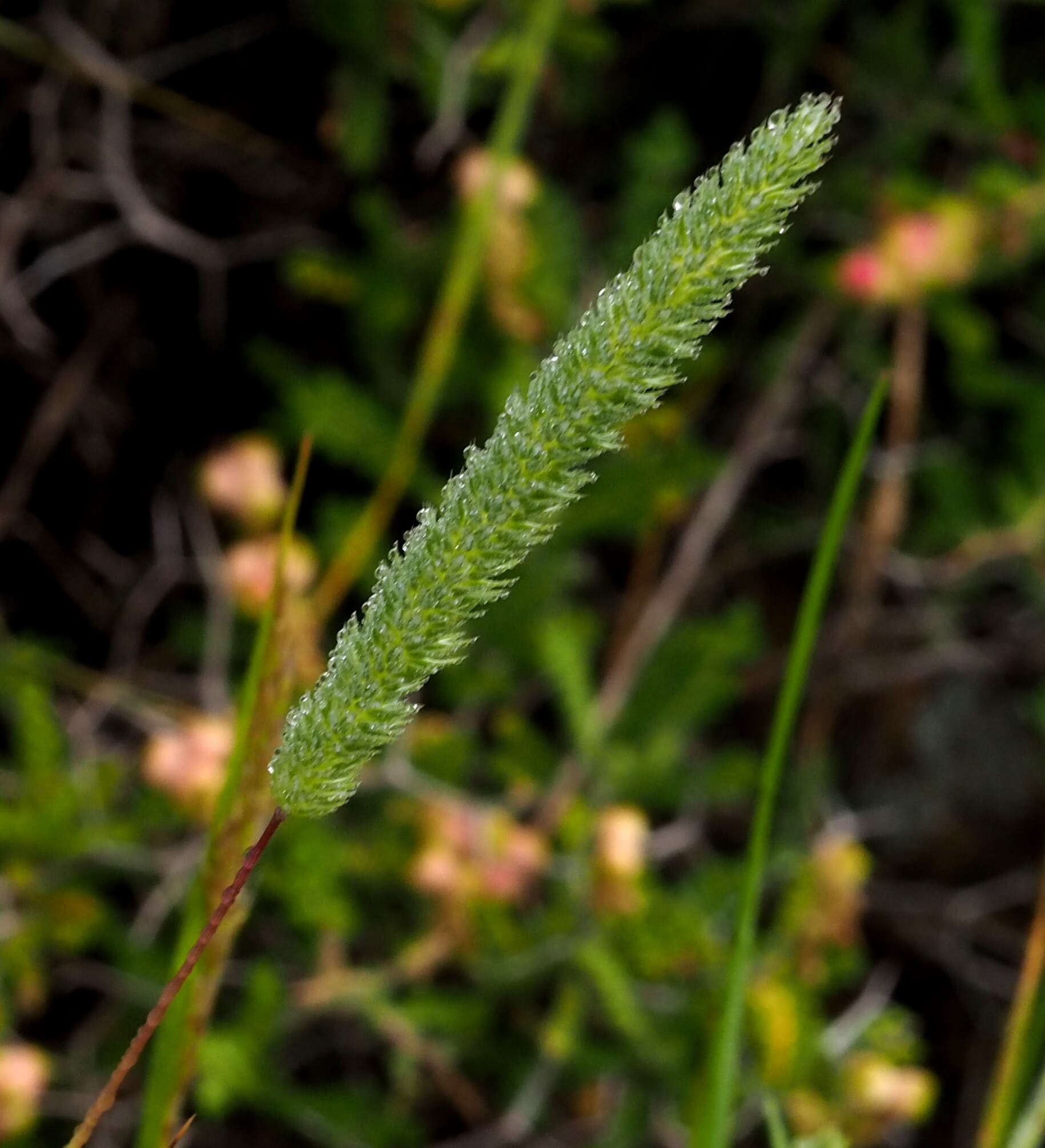 Sivun Phleum montanum K. Koch kuva