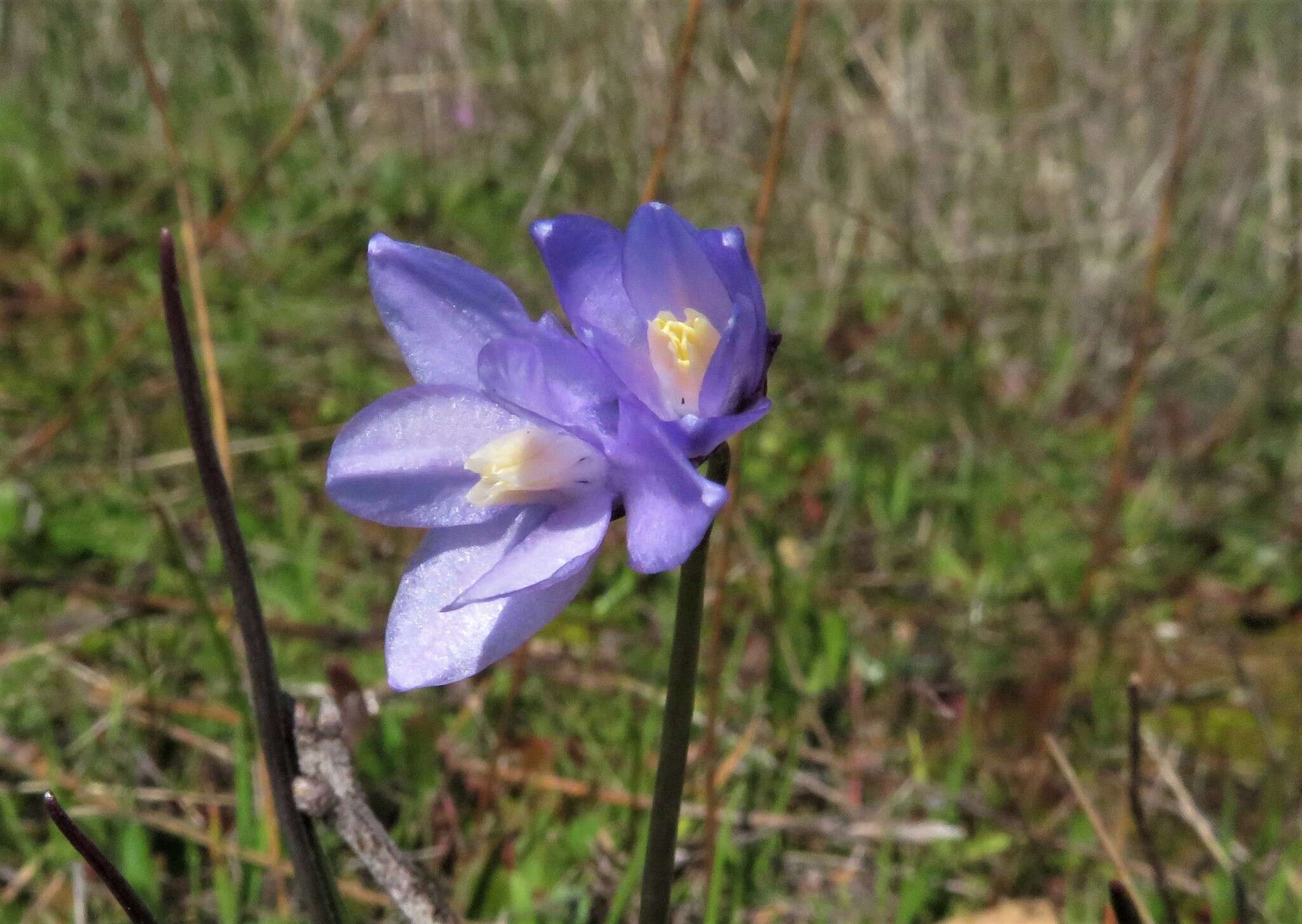 Image de Dipterostemon capitatus subsp. lacuna-vernalis