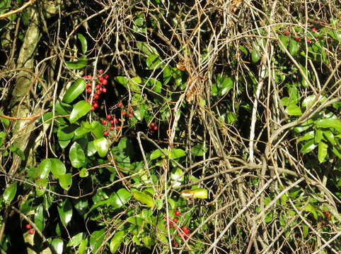 Image of Ripogonum scandens J. R. Forst. & G. Forst.