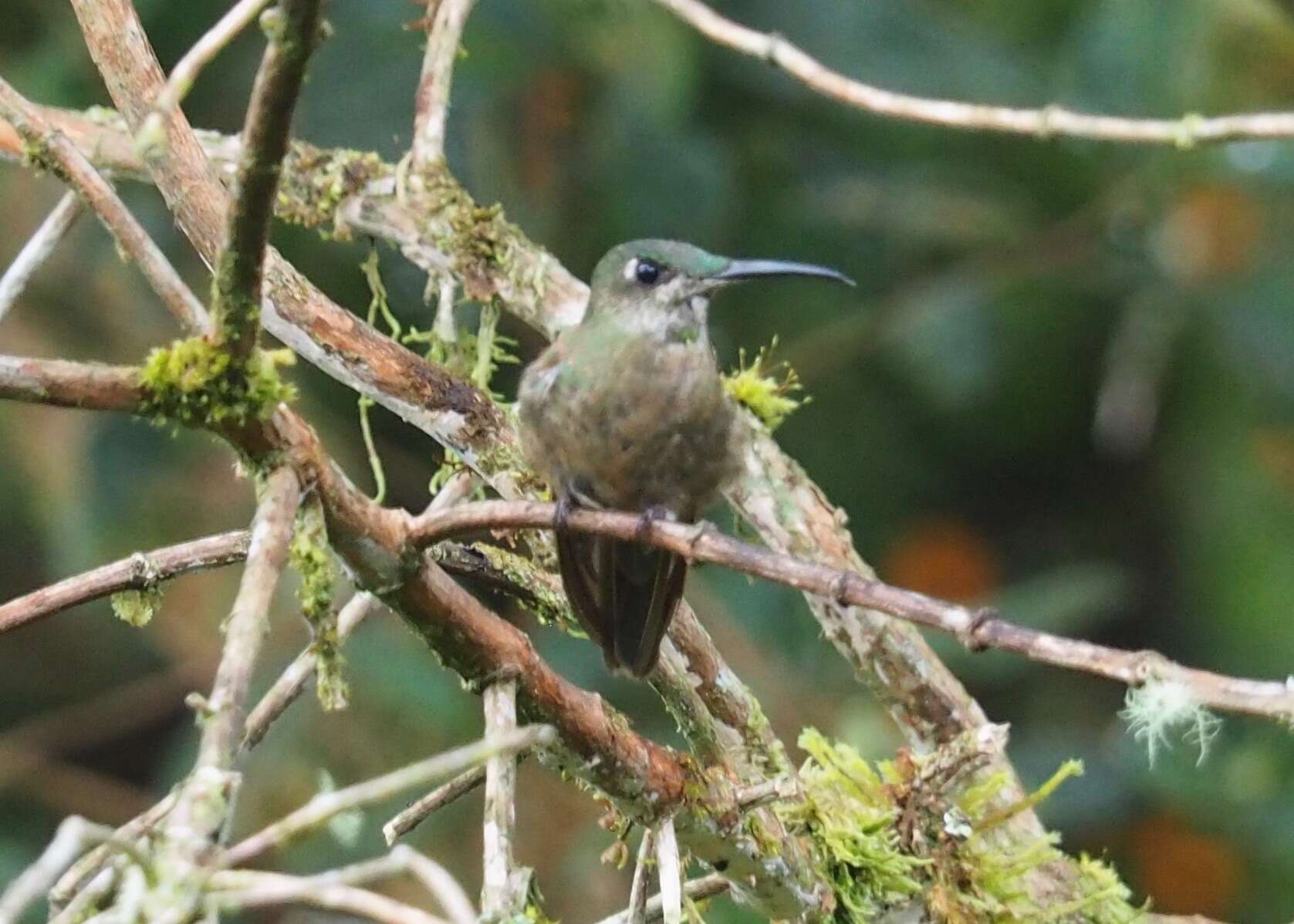 Image of Fawn-breasted Brilliant