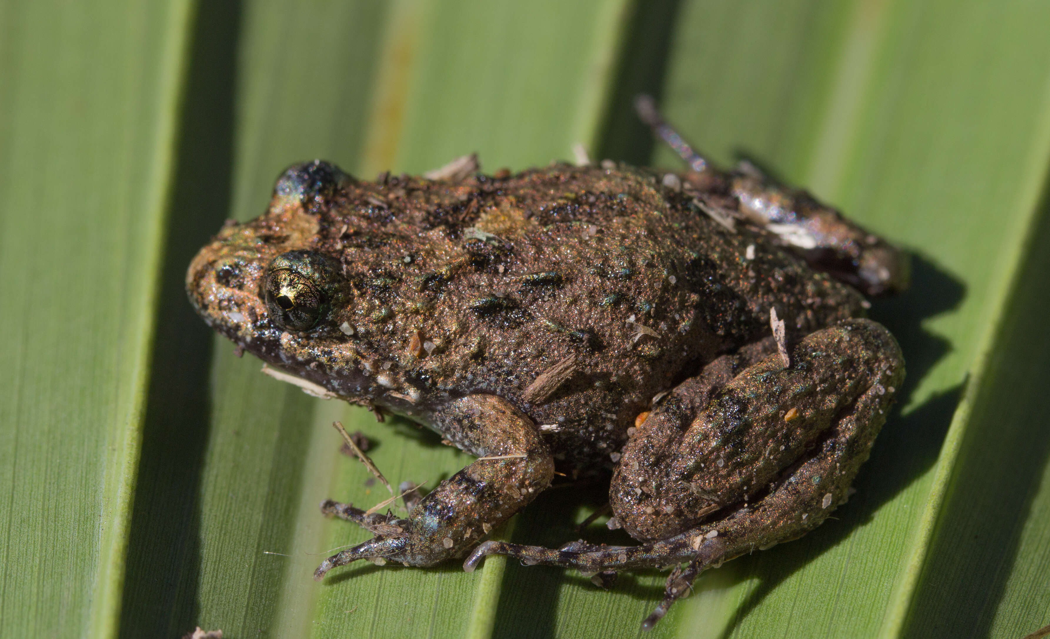 Image of Ornate Burrowing Frog