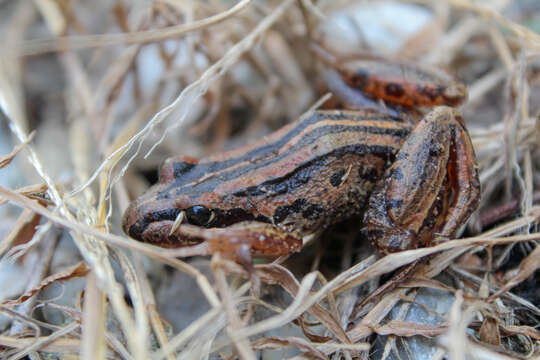 Image of Brown Frog