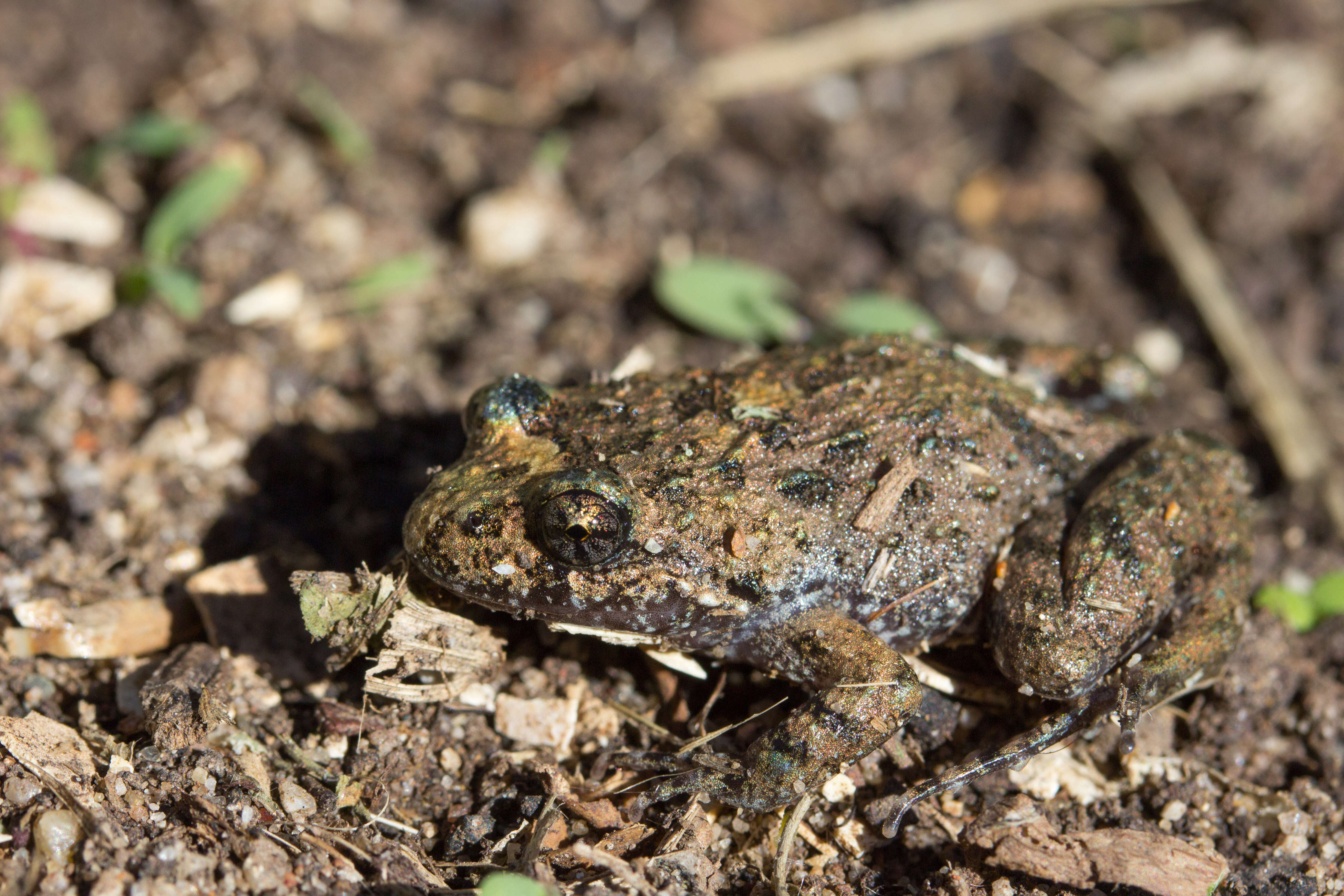 Image of Ornate Burrowing Frog