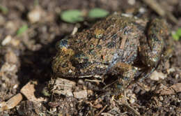 Image of Ornate Burrowing Frog