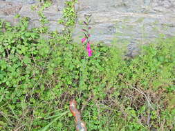 Plancia ëd Gladiolus byzantinus Mill.