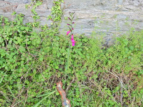 Plancia ëd Gladiolus byzantinus Mill.