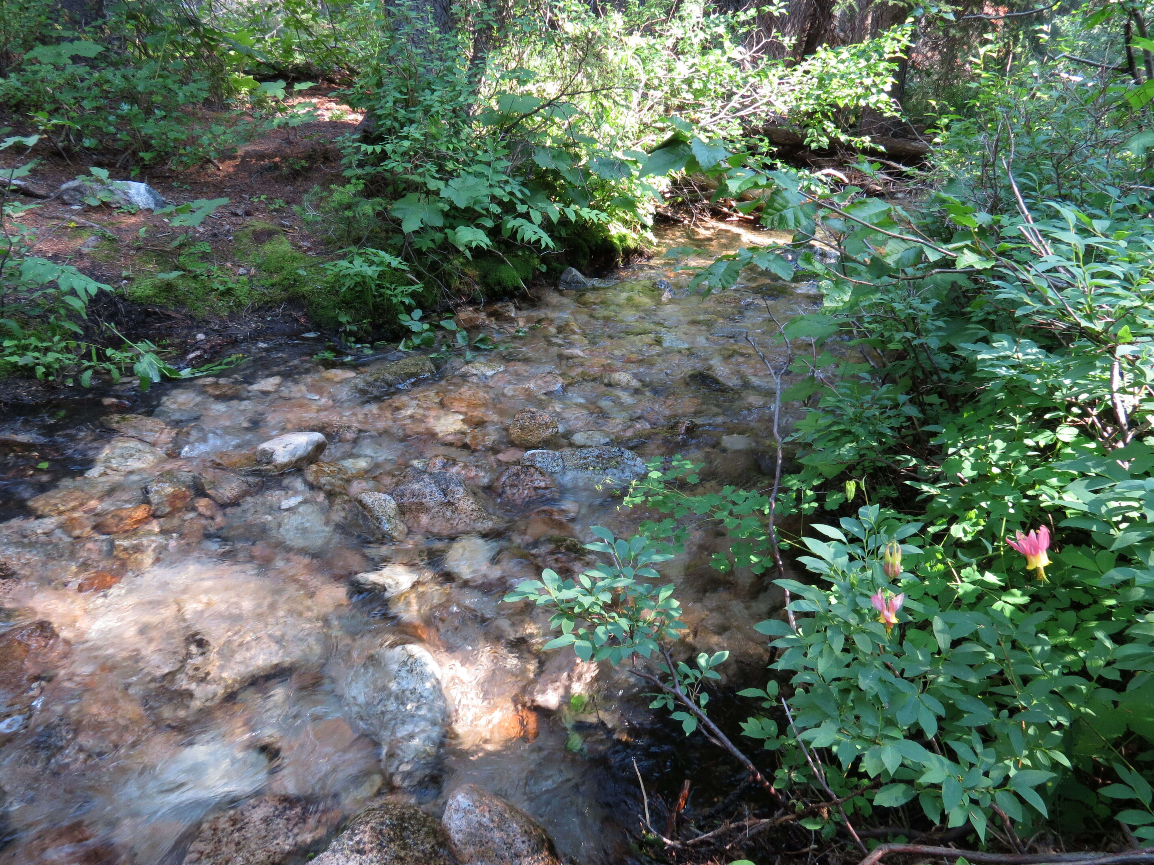 Image of western columbine