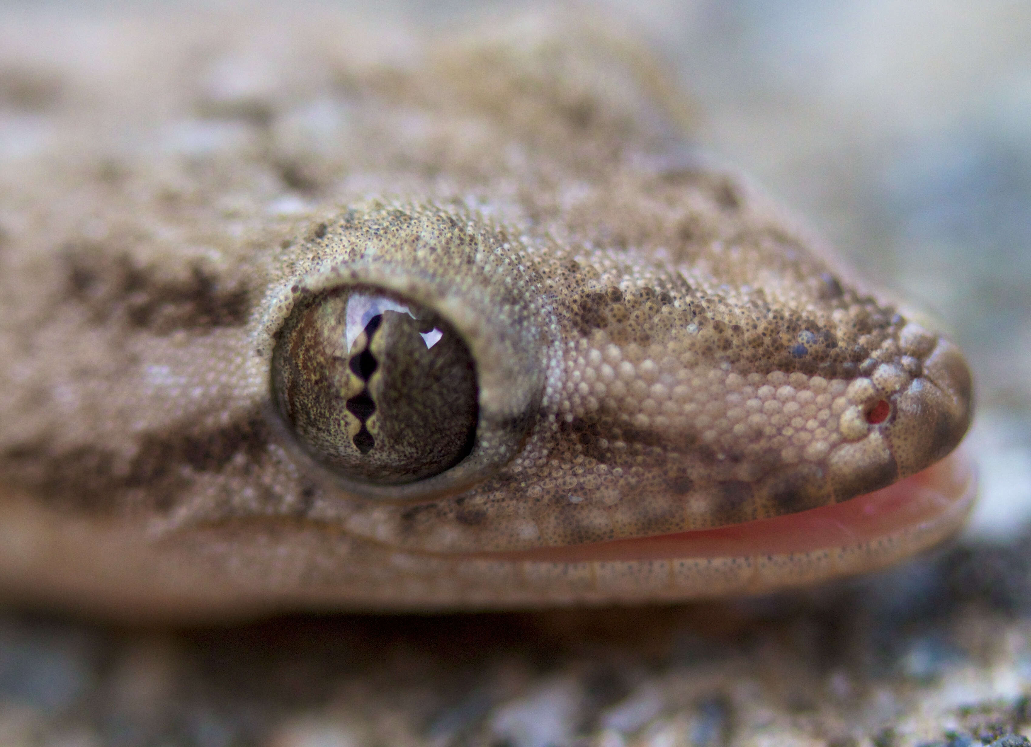 Image of Common House Gecko