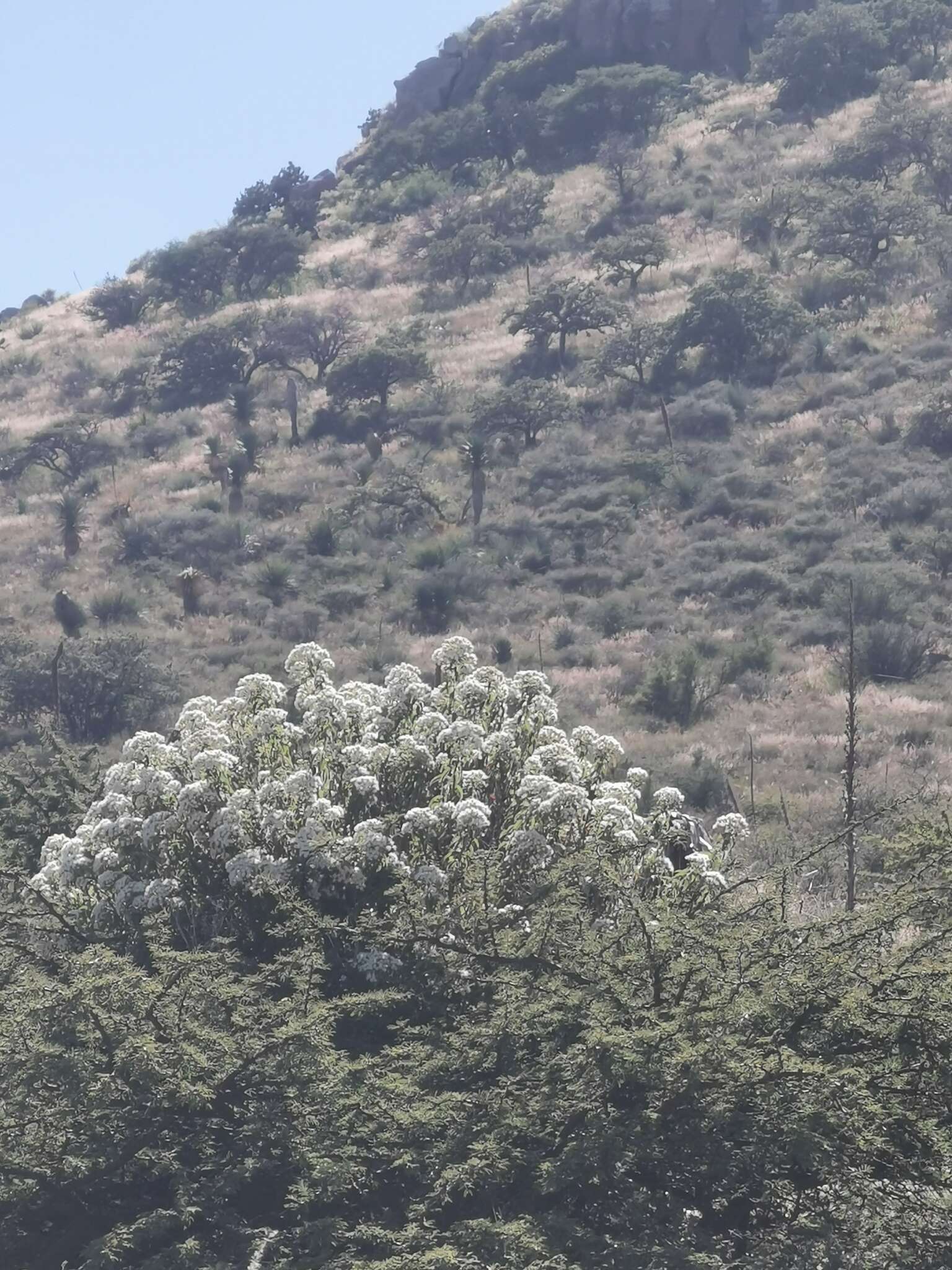 Image of Ageratina brevipes (DC.) R. King & H. Rob.