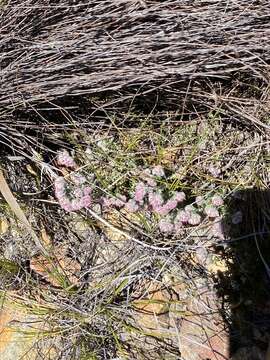 Image of Erica pilosiflora E. G. H. Oliver