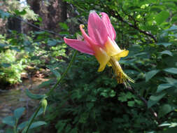 Image of western columbine