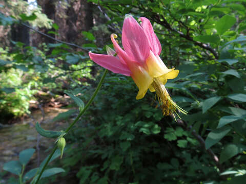 Image de Aquilegia formosa Fisch.