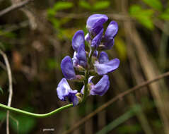 Imagem de Lathyrus pubescens Hook. & Arn.