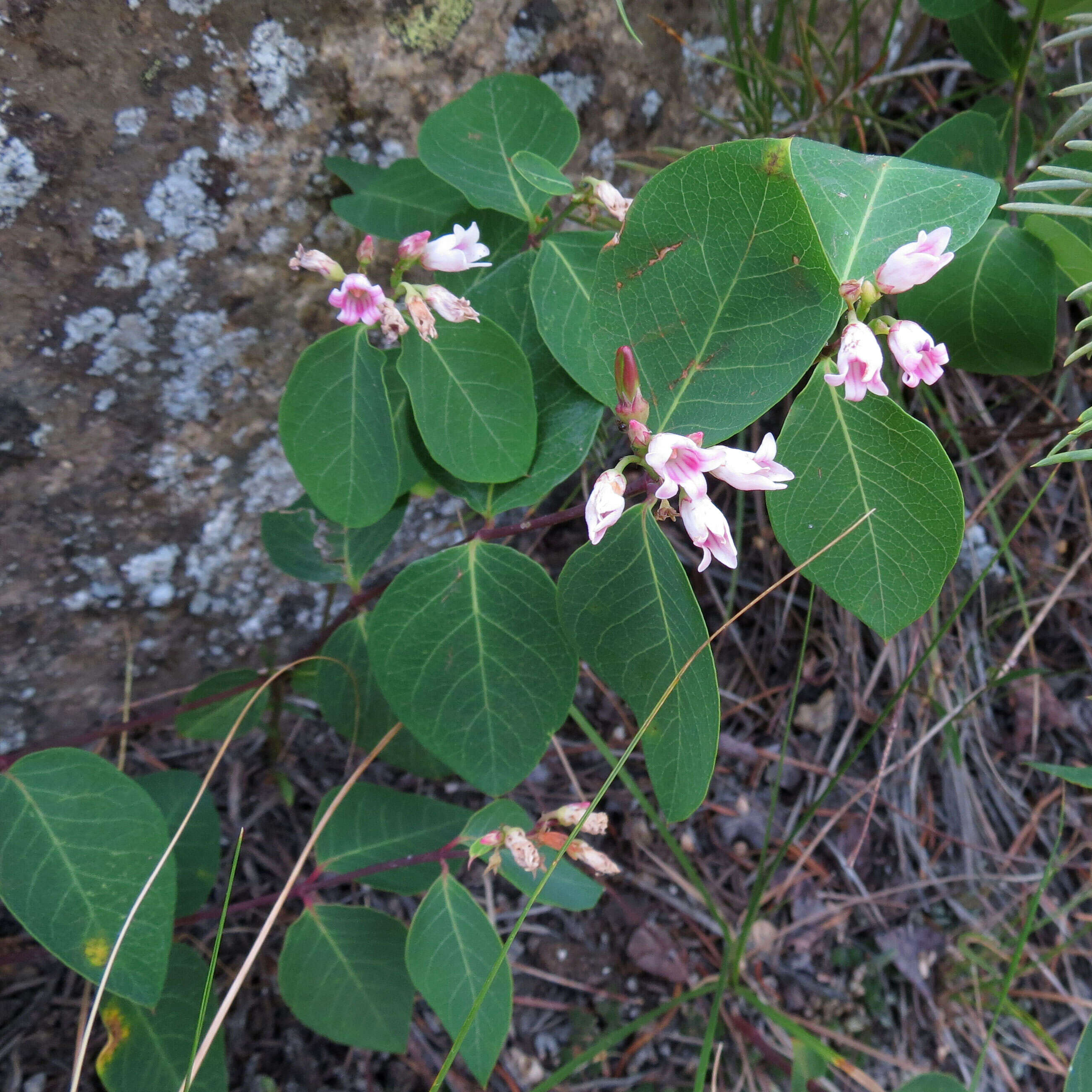 Image of flytrap dogbane