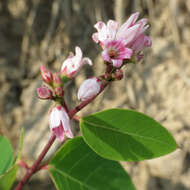 Image of flytrap dogbane