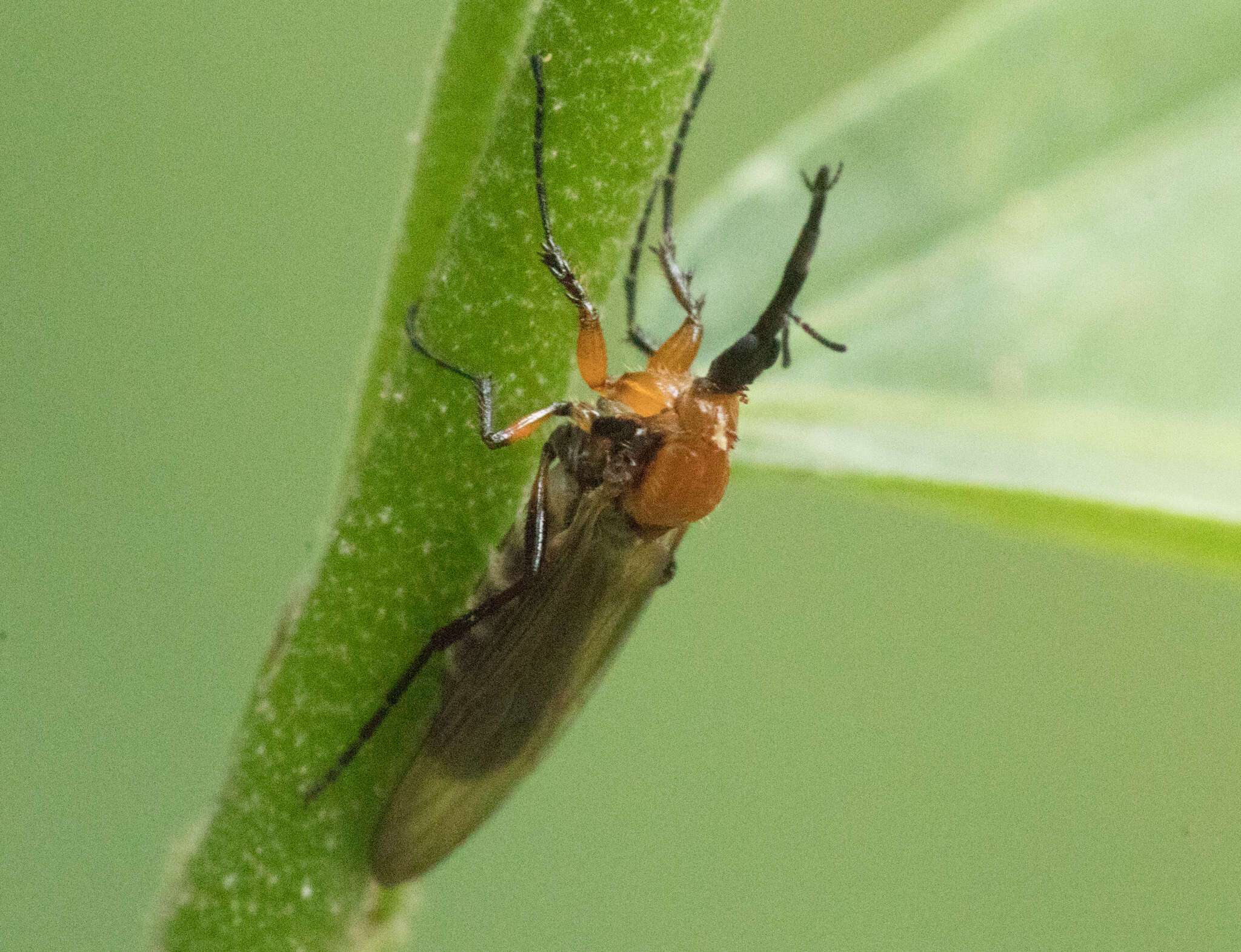 Image of Dilophus bicoloripes Edwards 1938