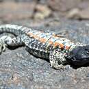 Image of Black Tree Iguana