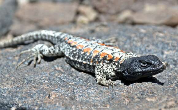 Liolaemus nigriceps (Philippi 1860)的圖片