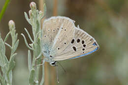 Image of Polyommatus damocles (Herrich-Schäffer (1844))