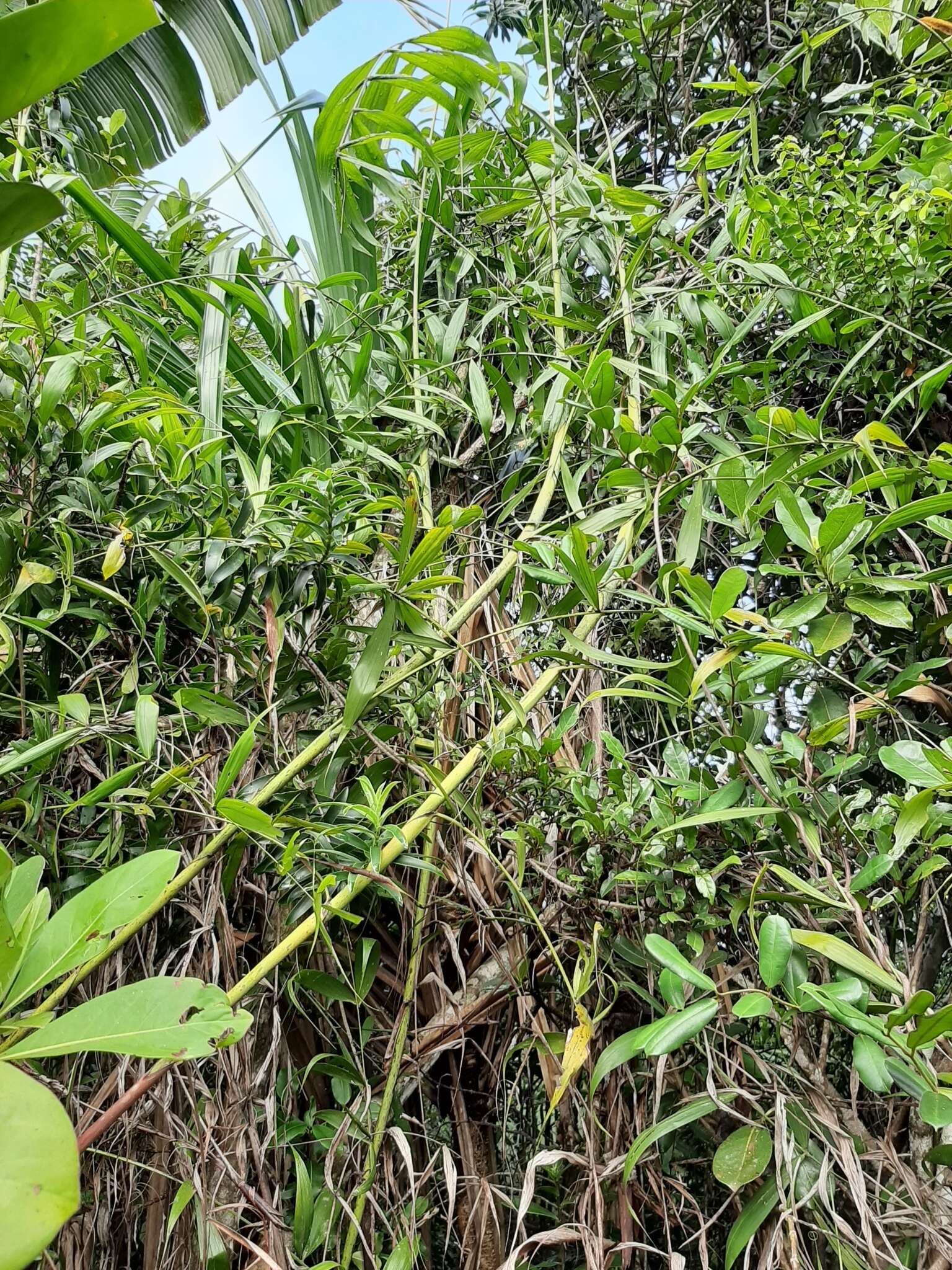 Image of Dypsis scandens J. Dransf.