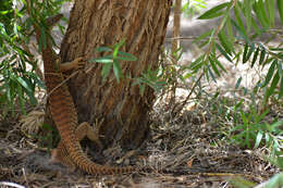 Image of Sand Monitor