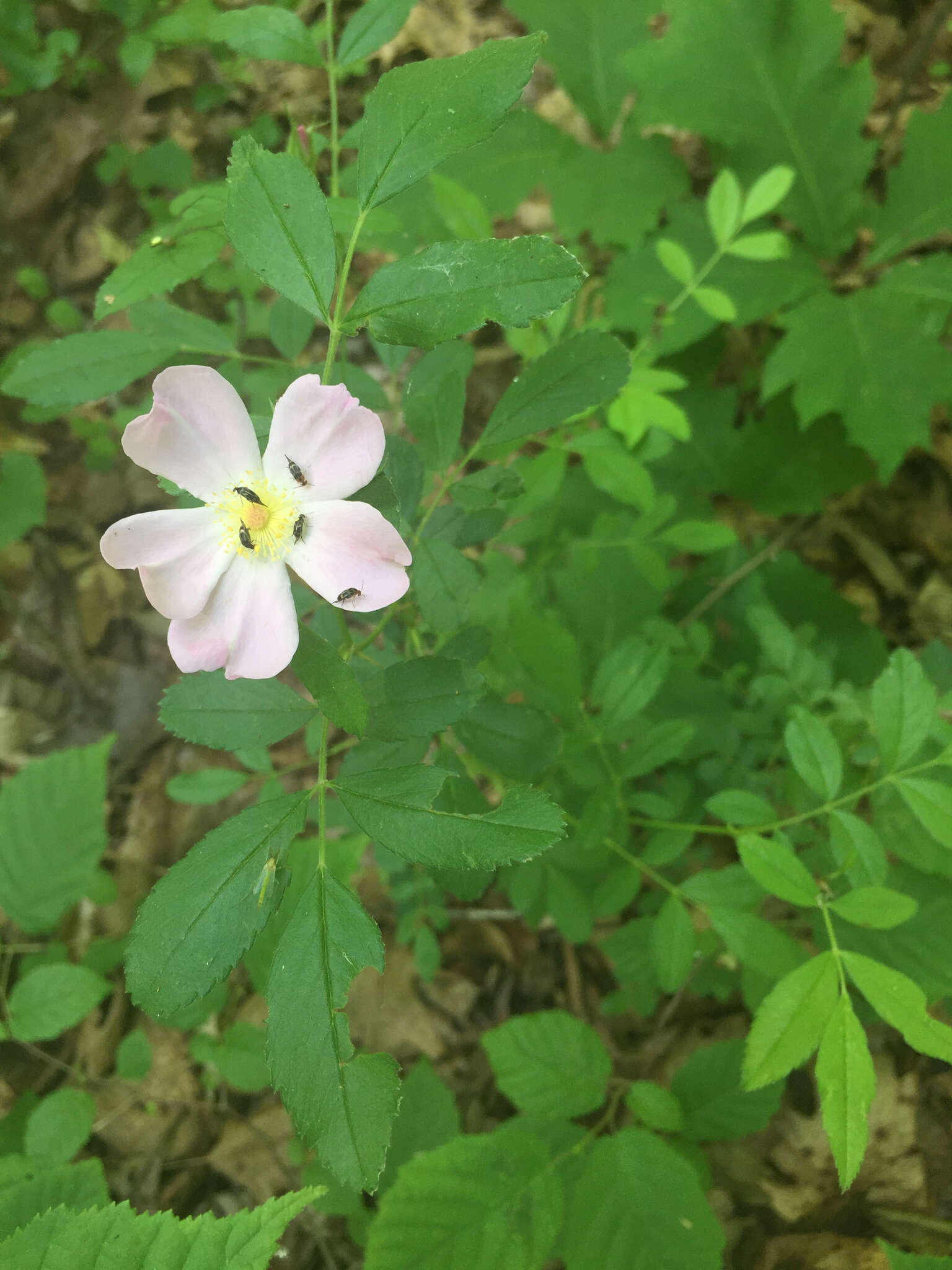 Imagem de Rosa carolina L.