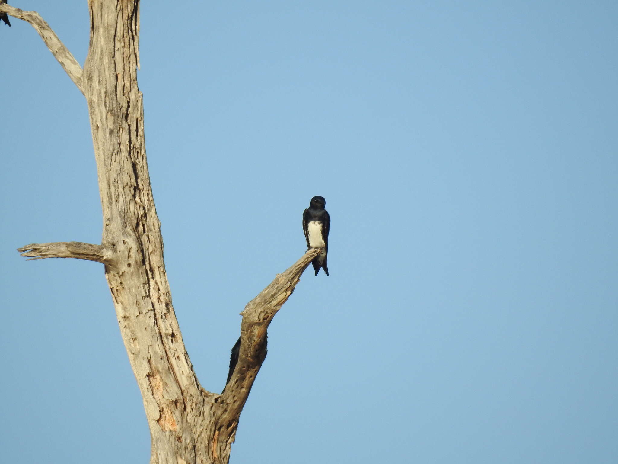 Image of Caribbean Martin